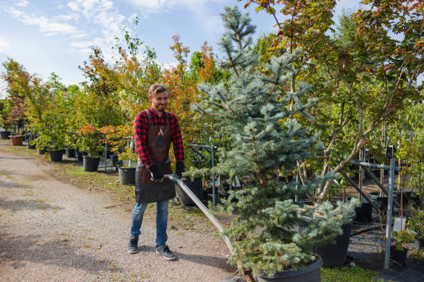 How Our Tree Care Process Works  in Janesville, WI